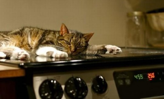 Котка на печката