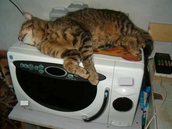 Котката спи в микровълновата печка