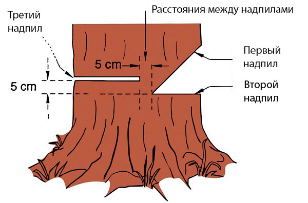Правила за изсичане на дървото