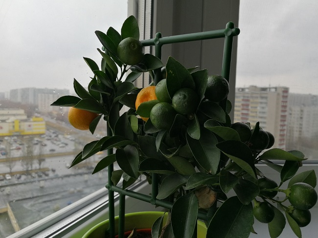 Примерна снимка